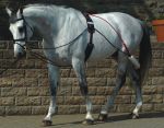 JOHN WHITAKER COMPLETE TRAINING SYSTEM WITH ROLLER